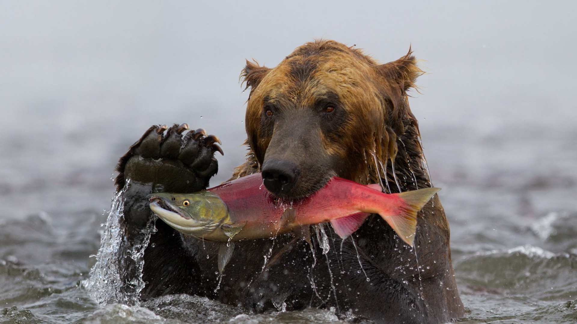 Grizzly Bear Catching Fish Wallpaper for 1920x1080